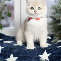 Купить котенка, Британский золотой котенок