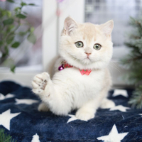 Купить котенка, Британский золотой котенок