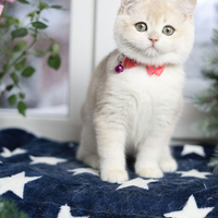 Купить котенка, Британский золотой котенок