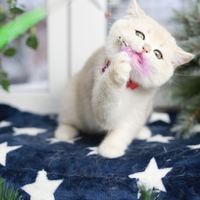 Купить котенка, Британский золотой котенок