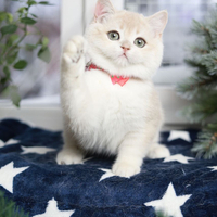 Купить котенка, Британский золотой котенок