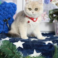 Купить котенка, Британский золотой котенок