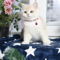 Купить котенка, Британский золотой котенок