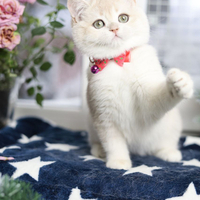 Купить котенка, Британский золотой котенок