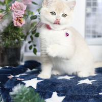 Купить котенка, Британский золотой котенок