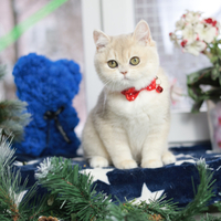 Купить котенка, Британский золотой котенок