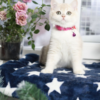 Купить котенка, Британский золотой котенок