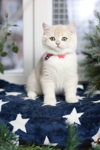 Купить котенка, Британский золотой котенок