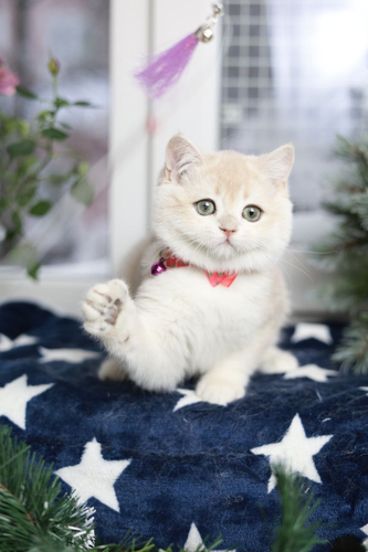 Купить котенка, Британский золотой котенок