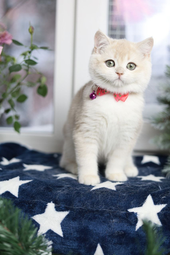 Купить котенка, Британский золотой котенок