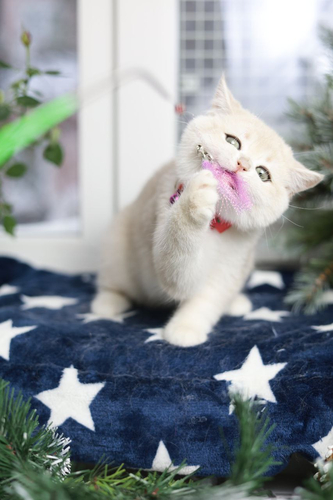 Купить котенка, Британский золотой котенок