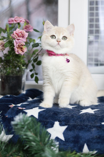 Купить котенка, Британский золотой котенок