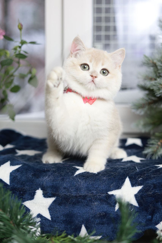 Купить котенка, Британский золотой котенок