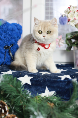 Купить котенка, Британский золотой котенок