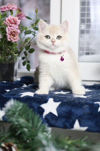 Купить котенка, Британский золотой котенок