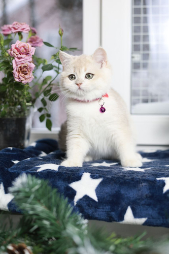 Купить котенка, Британский золотой котенок