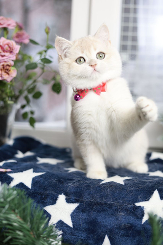 Купить котенка, Британский золотой котенок