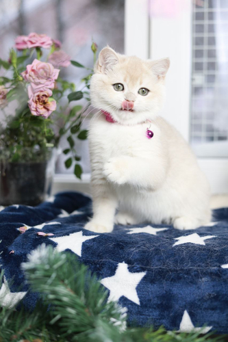 Купить котенка, Британский золотой котенок