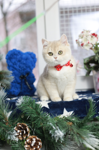 Купить котенка, Британский золотой котенок