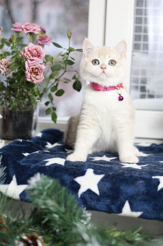 Купить котенка, Британский золотой котенок